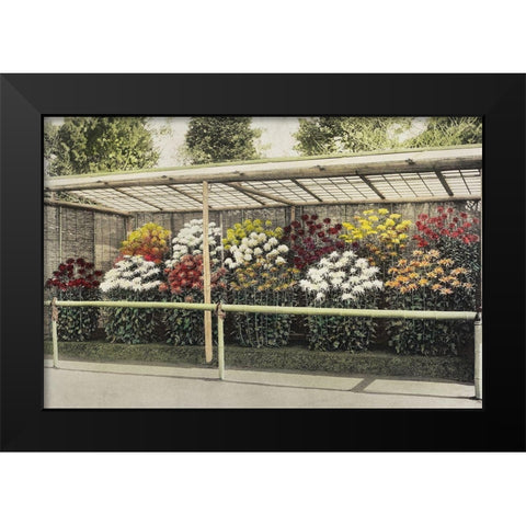 Chrysanthemum Garden Black Modern Wood Framed Art Print by Kazumasa, Ogawa