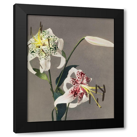 Lily XIII  Black Modern Wood Framed Art Print with Double Matting by Kazumasa, Ogawa
