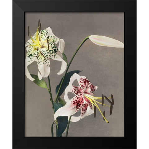 Lily XIII  Black Modern Wood Framed Art Print by Kazumasa, Ogawa