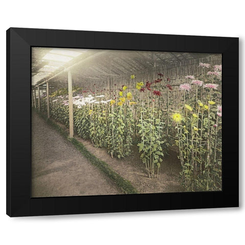 Chrysanthemum Garden II Black Modern Wood Framed Art Print with Double Matting by Kazumasa, Ogawa