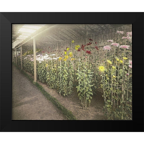 Chrysanthemum Garden II Black Modern Wood Framed Art Print by Kazumasa, Ogawa