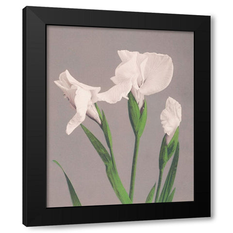 White Irises Black Modern Wood Framed Art Print with Double Matting by Kazumasa, Ogawa