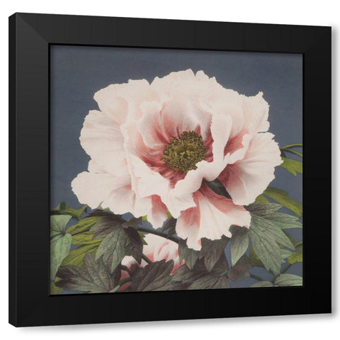 Pink Flower Black Modern Wood Framed Art Print with Double Matting by Kazumasa, Ogawa