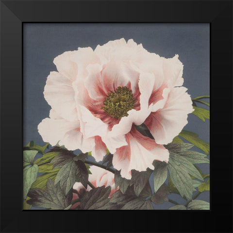 Pink Flower Black Modern Wood Framed Art Print by Kazumasa, Ogawa