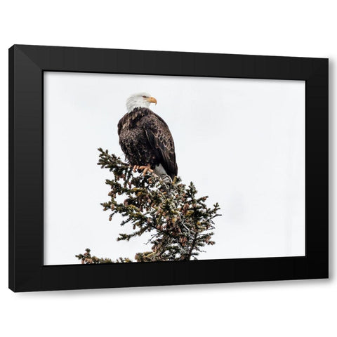 A Young Bald Eagle-Yellowstone National Park-Wyoming Black Modern Wood Framed Art Print with Double Matting by Highsmith, Carol