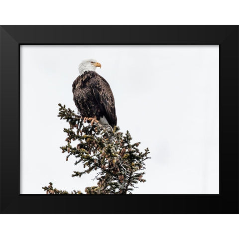 A Young Bald Eagle-Yellowstone National Park-Wyoming Black Modern Wood Framed Art Print by Highsmith, Carol