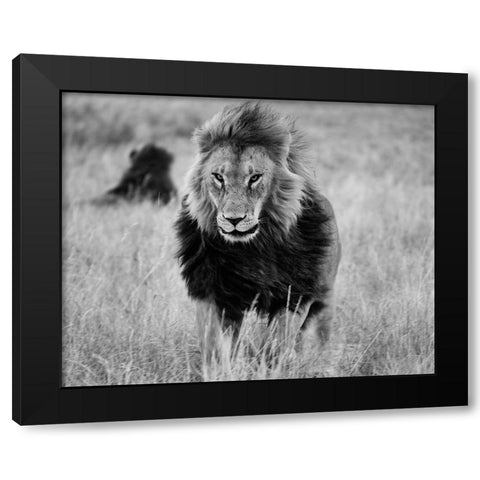 Lions in the Grass Black Modern Wood Framed Art Print with Double Matting by Highsmith, Carol