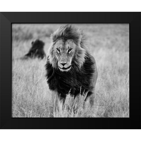 Lions in the Grass Black Modern Wood Framed Art Print by Highsmith, Carol