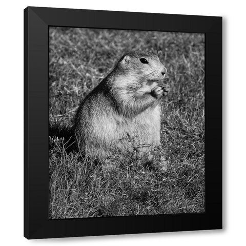 Prairie dog at Devils Tower National Monument-Wyoming Black Modern Wood Framed Art Print with Double Matting by Highsmith, Carol