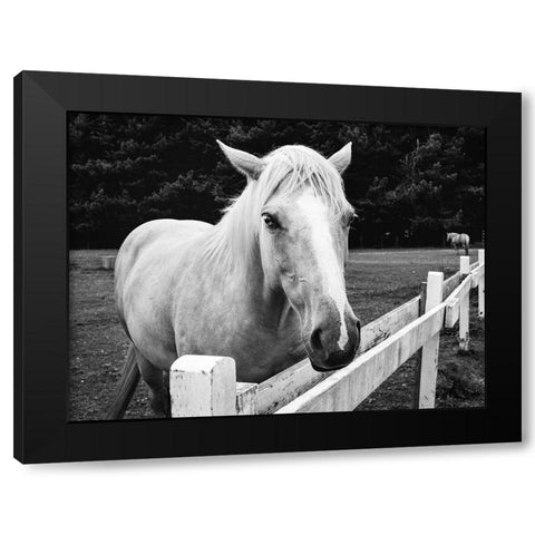 Horse in Orick-California Black Modern Wood Framed Art Print by Highsmith, Carol