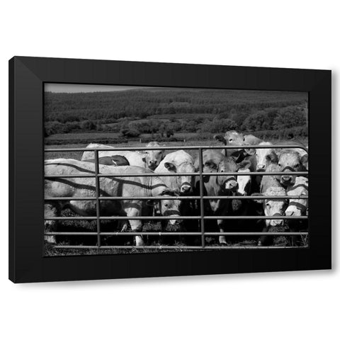 Curious cattle Black Modern Wood Framed Art Print by Highsmith, Carol