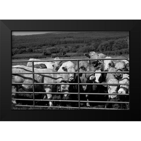 Curious cattle Black Modern Wood Framed Art Print by Highsmith, Carol