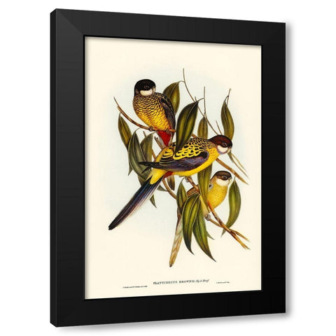 Browns Parakeet-Platycercus Brownii Black Modern Wood Framed Art Print with Double Matting by Gould, John