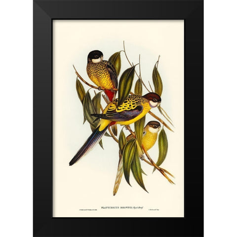 Browns Parakeet-Platycercus Brownii Black Modern Wood Framed Art Print by Gould, John