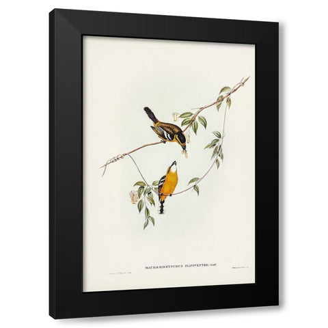 Yellow-breasted Flycatcher-Machaerirhynchus flaviventer Black Modern Wood Framed Art Print with Double Matting by Gould, John