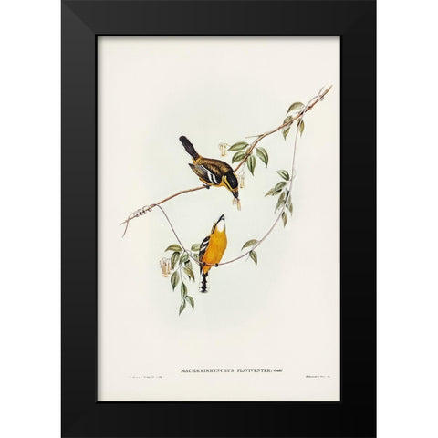 Yellow-breasted Flycatcher-Machaerirhynchus flaviventer Black Modern Wood Framed Art Print by Gould, John