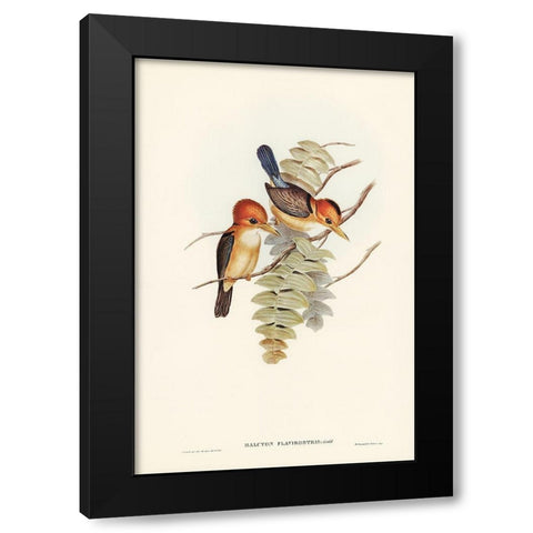 Yellow-billed Kingfisher-Halcyon flavirostris Black Modern Wood Framed Art Print by Gould, John