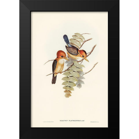 Yellow-billed Kingfisher-Halcyon flavirostris Black Modern Wood Framed Art Print by Gould, John