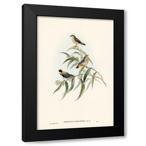 Yellow-rumped Pardalote-Pardalotus xanthopygius Black Modern Wood Framed Art Print by Gould, John