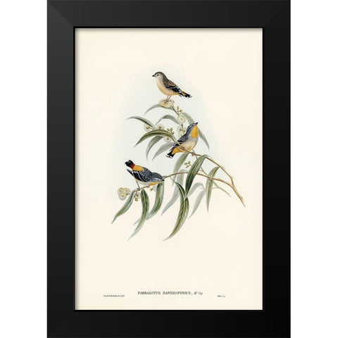 Yellow-rumped Pardalote-Pardalotus xanthopygius Black Modern Wood Framed Art Print by Gould, John