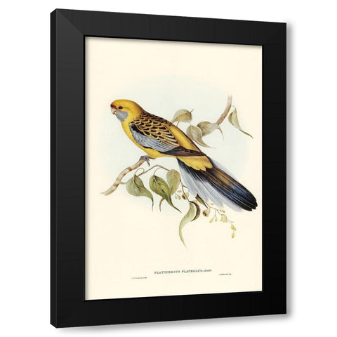 Yellow-rumped Parakeet-Platycercus flaveolus Black Modern Wood Framed Art Print with Double Matting by Gould, John