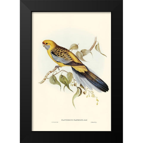 Yellow-rumped Parakeet-Platycercus flaveolus Black Modern Wood Framed Art Print by Gould, John