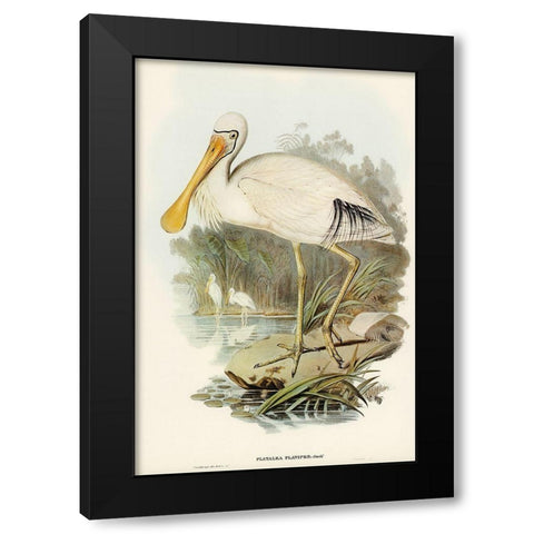 Yellow-legged Spoonbill-Platalea flavipes Black Modern Wood Framed Art Print by Gould, John