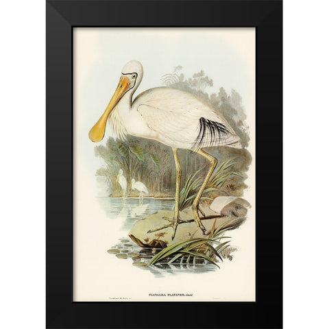 Yellow-legged Spoonbill-Platalea flavipes Black Modern Wood Framed Art Print by Gould, John
