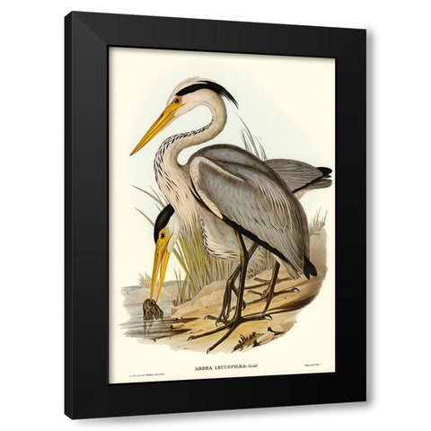 Great Grey Heron-Ardea leucophaea Black Modern Wood Framed Art Print with Double Matting by Gould, John