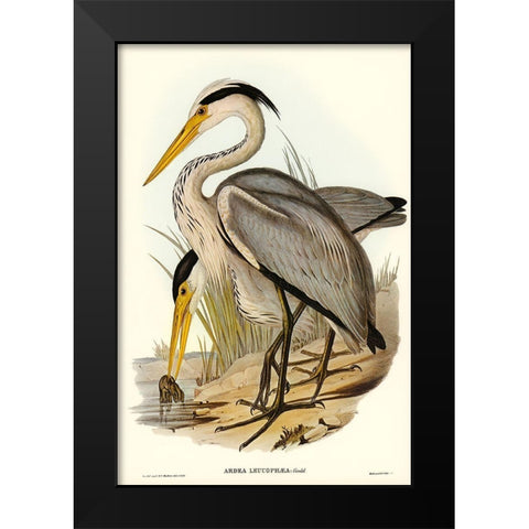 Great Grey Heron-Ardea leucophaea Black Modern Wood Framed Art Print by Gould, John