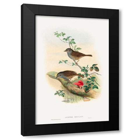 Accentor modularis-Dunnock Black Modern Wood Framed Art Print with Double Matting by Gould, John