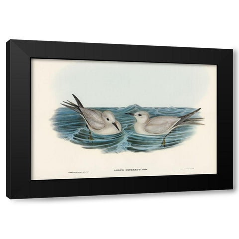 Grey Noddy-Anous cinereus Black Modern Wood Framed Art Print with Double Matting by Gould, John