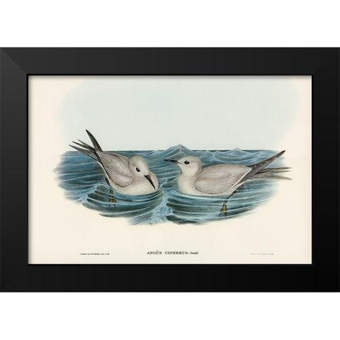 Grey Noddy-Anous cinereus Black Modern Wood Framed Art Print by Gould, John