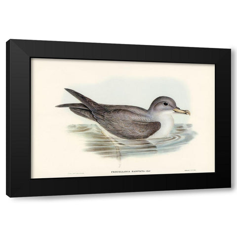 Great Grey Petrel-Procellaria hasitata Black Modern Wood Framed Art Print with Double Matting by Gould, John
