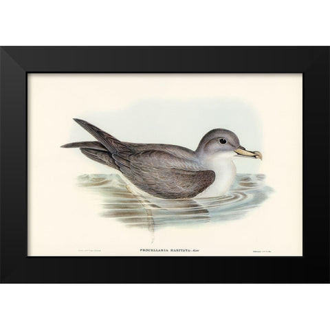 Great Grey Petrel-Procellaria hasitata Black Modern Wood Framed Art Print by Gould, John