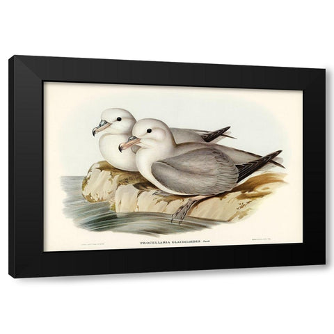 Silvery Grey Petrel-Procellaria Glacialoides Black Modern Wood Framed Art Print with Double Matting by Gould, John