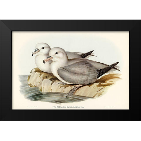 Silvery Grey Petrel-Procellaria Glacialoides Black Modern Wood Framed Art Print by Gould, John