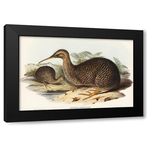 Little spotted kiwi or Little gray kiwi-Apteryx Owenii Black Modern Wood Framed Art Print with Double Matting by Gould, John