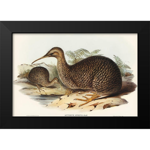 Little spotted kiwi or Little gray kiwi-Apteryx Owenii Black Modern Wood Framed Art Print by Gould, John