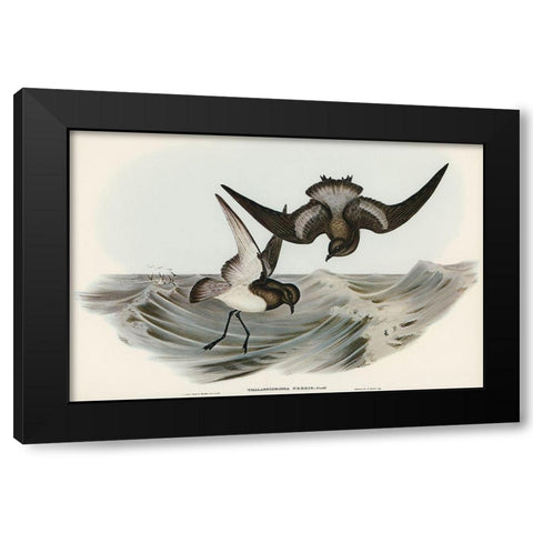 Grey-backed Storm Petrel-Thalassidroma Nereis Black Modern Wood Framed Art Print with Double Matting by Gould, John