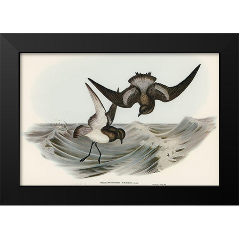 Grey-backed Storm Petrel-Thalassidroma Nereis Black Modern Wood Framed Art Print by Gould, John