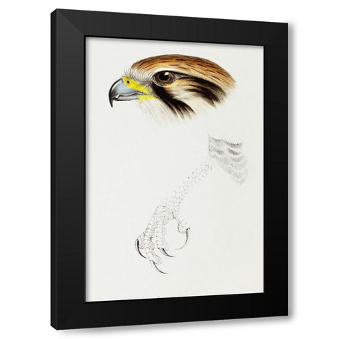 Brown hawk-Leracidia berigora Black Modern Wood Framed Art Print with Double Matting by Gould, John