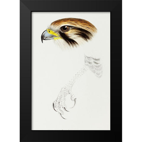 Brown hawk-Leracidia berigora Black Modern Wood Framed Art Print by Gould, John