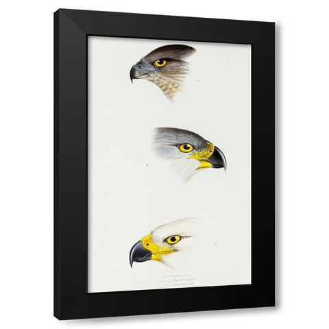 Australlan Goshawk and Grey Goshawk Black Modern Wood Framed Art Print with Double Matting by Gould, John