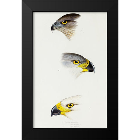 Australlan Goshawk and Grey Goshawk Black Modern Wood Framed Art Print by Gould, John