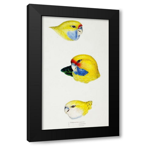 Yellow Rosella-Yellow-bellied Parrakeet and Pale-headed Rosella Black Modern Wood Framed Art Print by Gould, John