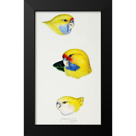 Yellow Rosella-Yellow-bellied Parrakeet and Pale-headed Rosella Black Modern Wood Framed Art Print by Gould, John