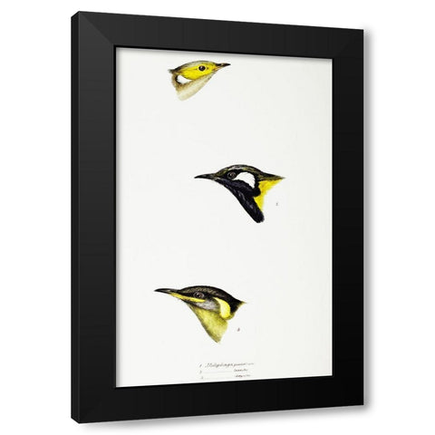 White-plumed Honeyeater-White-eared Honeyeater and Yellow-eared Honeyeater Black Modern Wood Framed Art Print with Double Matting by Gould, John
