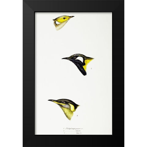 White-plumed Honeyeater-White-eared Honeyeater and Yellow-eared Honeyeater Black Modern Wood Framed Art Print by Gould, John