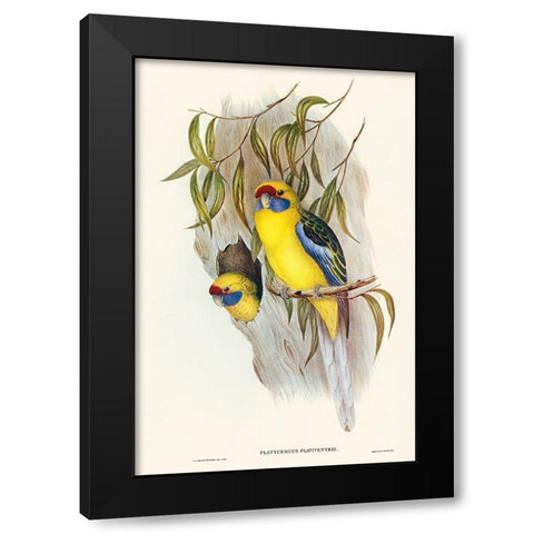 Yellow-bellied Parakeet-Platycercus flaviventris Black Modern Wood Framed Art Print with Double Matting by Gould, John